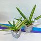 Sansevieria Cylindrica Boncel Variegata (#1~8) | Variegated Plant | 2" Planter