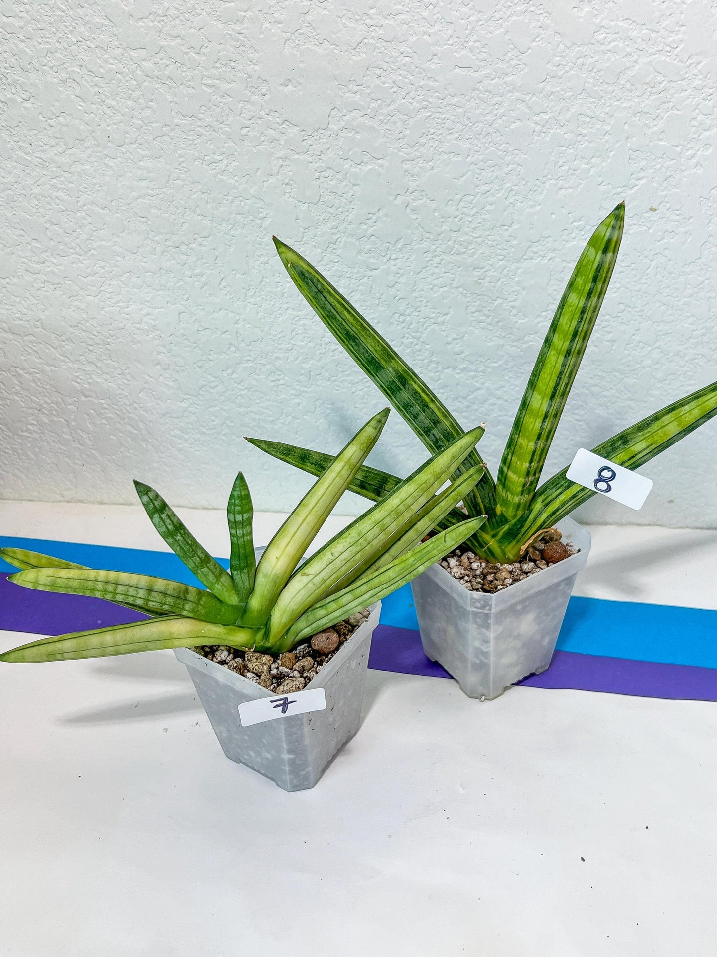 Sansevieria Cylindrica Boncel Variegata (#1~8) | Variegated Plant | 2" Planter