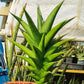 Sansevieria Hybrid Maya (AC55) | Sri katon' x pinguicula