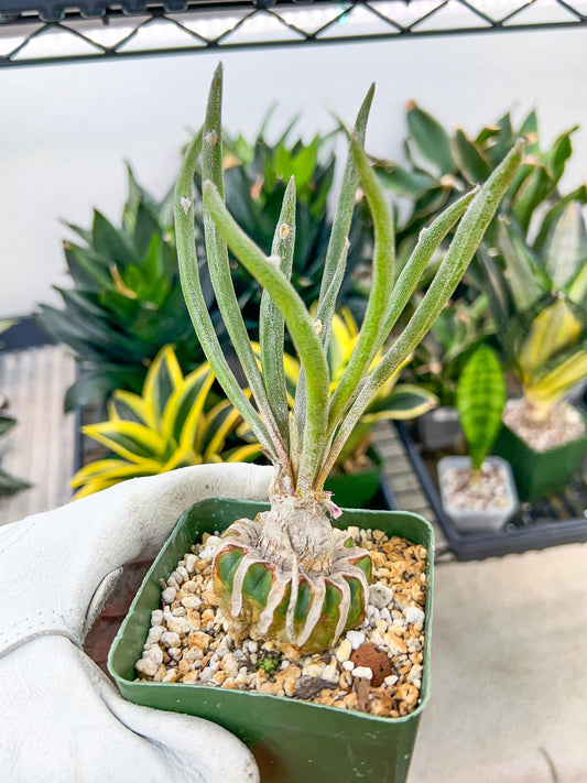 Caput Medusae Grafted (#M4) | Cactus Indoors | Live Rare Cactus