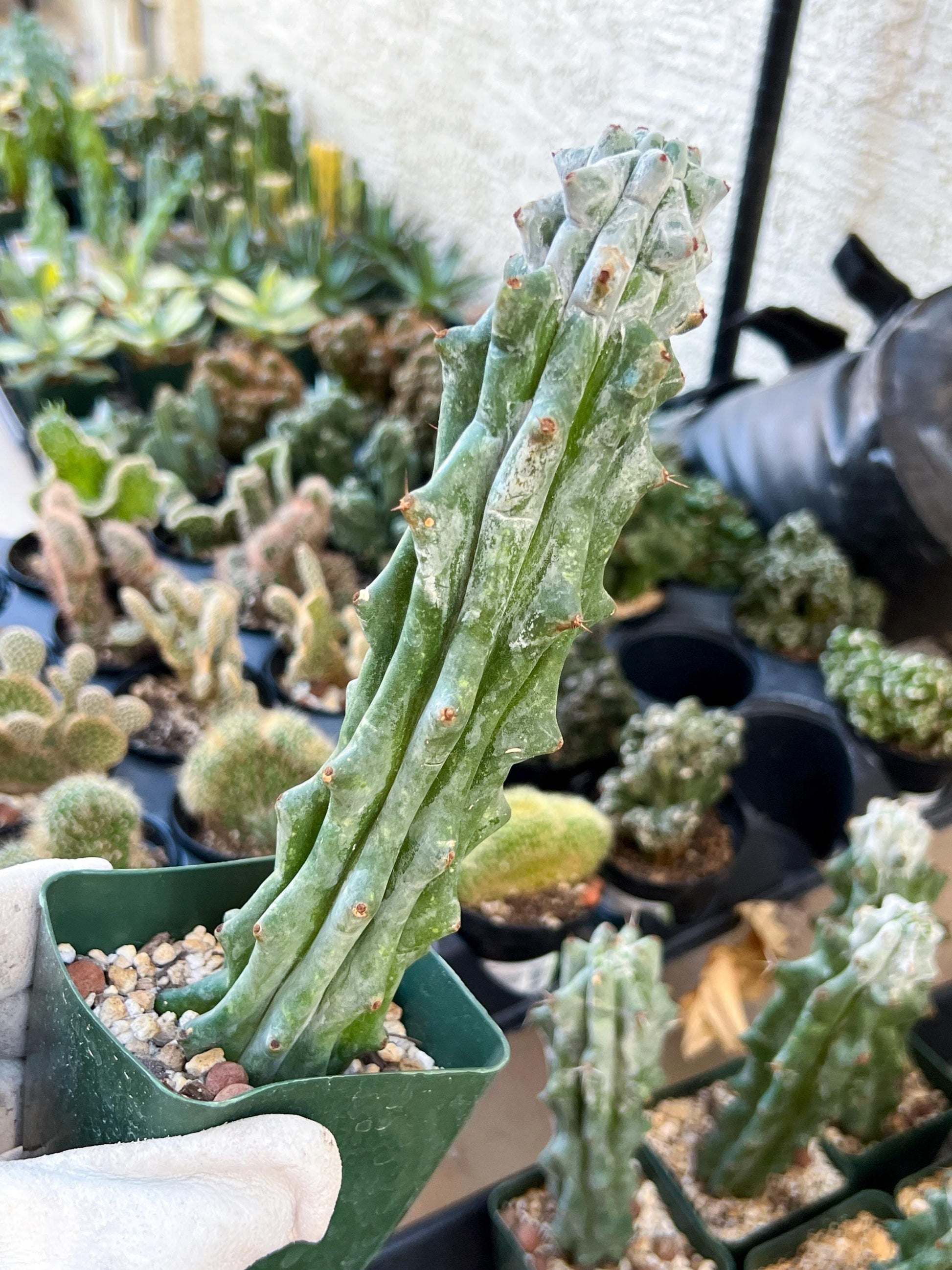 Stenocereus Beneckei (#M31) | White Cactus | Rare Imported Plants | Ghost Cactus