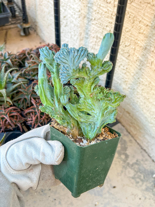 Myrtillocactus Geometrizans Crested var. Fred | Crested Blue Myrtle Cactus | Very Rare Import