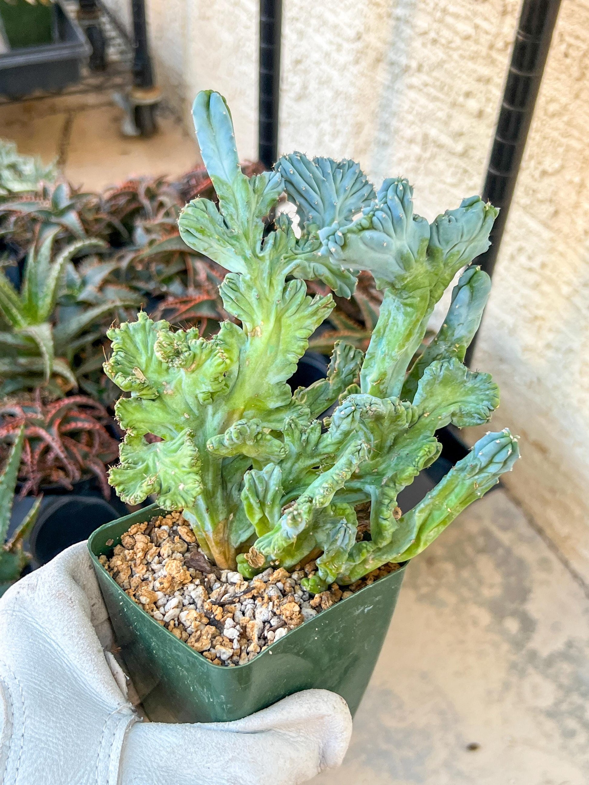 Myrtillocactus Geometrizans Crested var. Fred | Crested Blue Myrtle Cactus | Very Rare Import