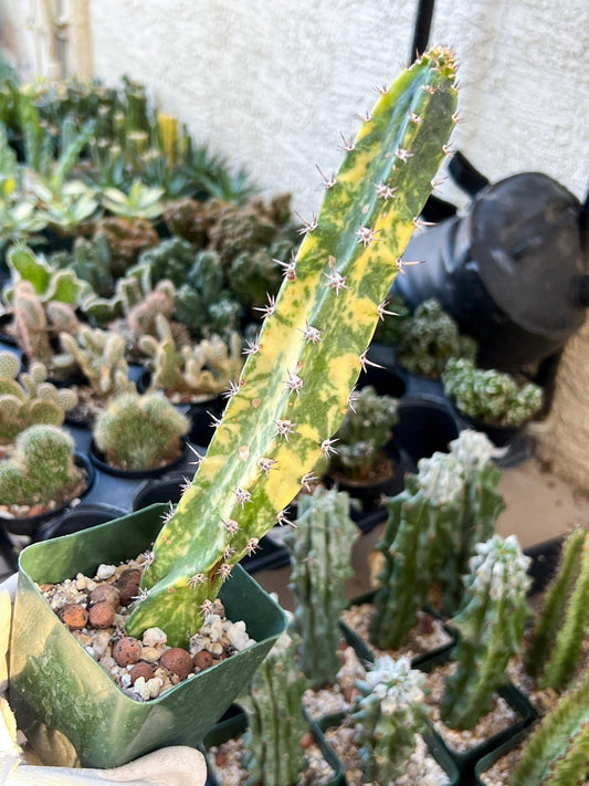 Harrisia Jusbertii Variegated | Rare Cactus | Very Rare Import