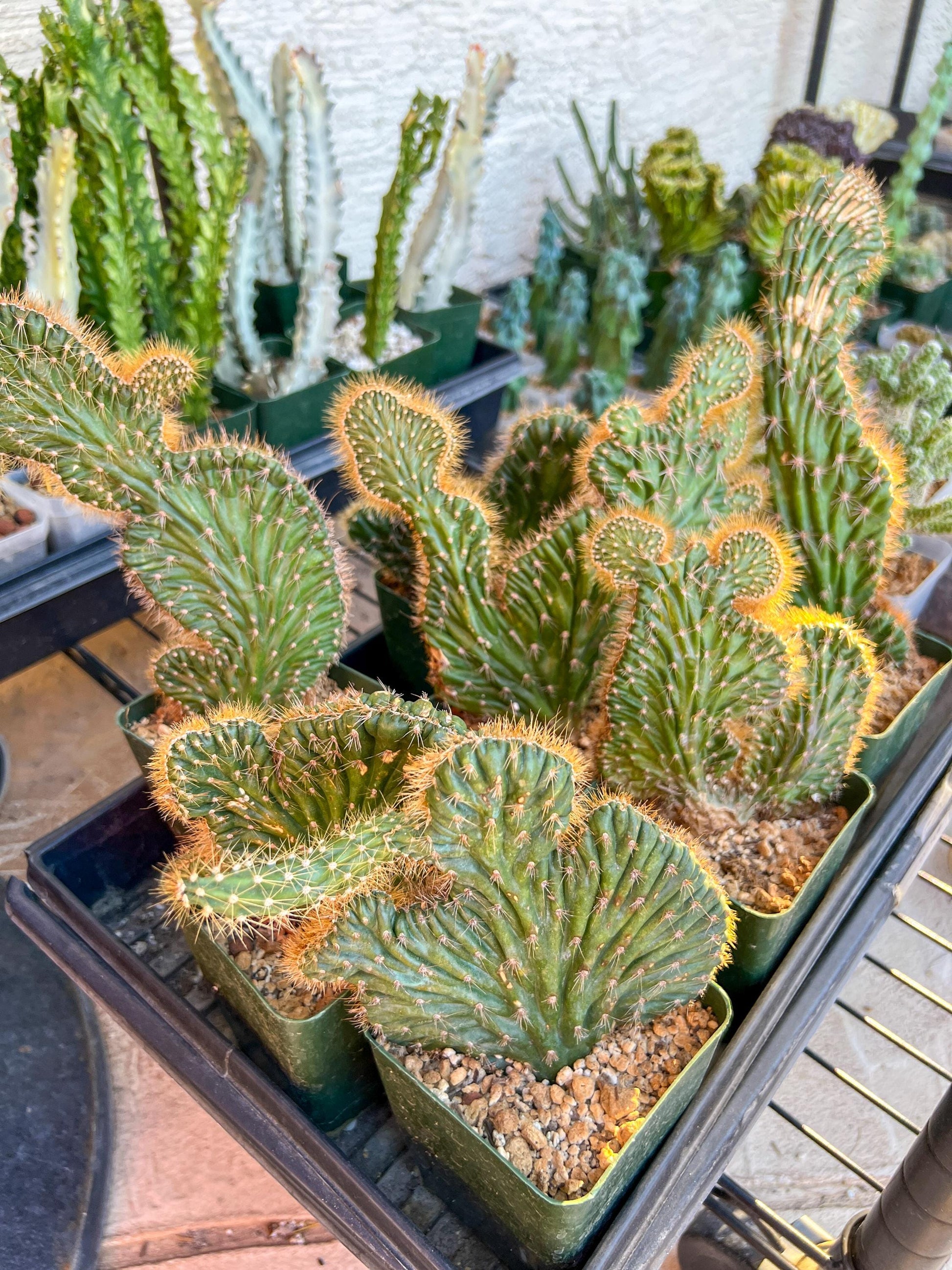 Lemaireocereus Stellatus f. Cristata (#M4) | Rare Succulents | Indoor Cactus