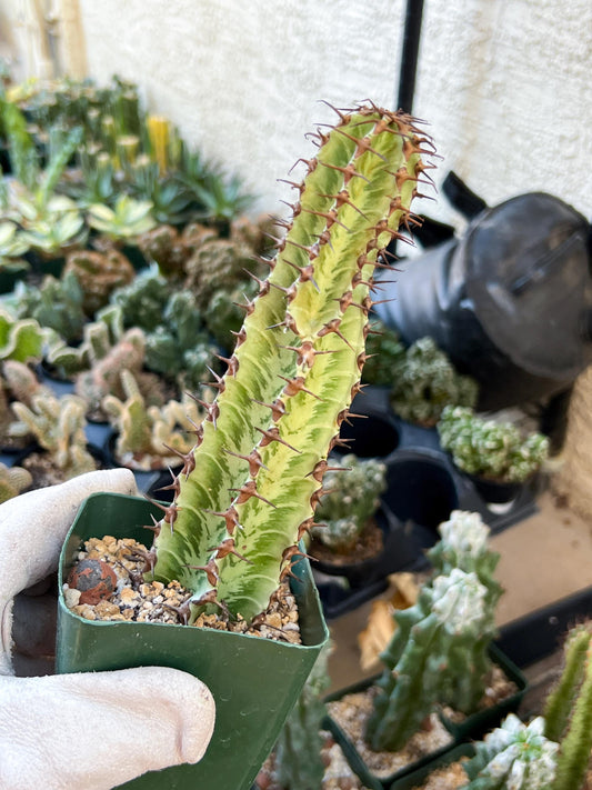 Confinalis Ssp. Rhodesia Cactus (#V4) | Mint Color cactus | Rare cactus