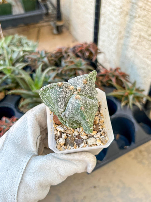 Myriostigma Tricostatum (V2) | Low Maintenance Plant | Desert Plants | Very Rare Import