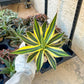 Agave kerchovei var. pectinata (M54) | Imported Rare Agave | 4" Planter