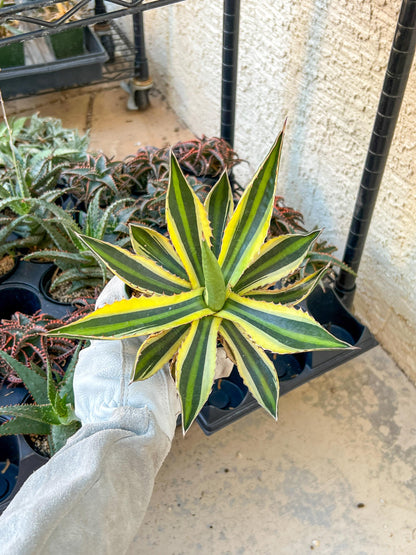 Agave kerchovei var. pectinata | Imported Rare Agave | 4" Planter