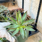 Agave Blue Glow (M54) | Imported Rare Agave | 4" Planter