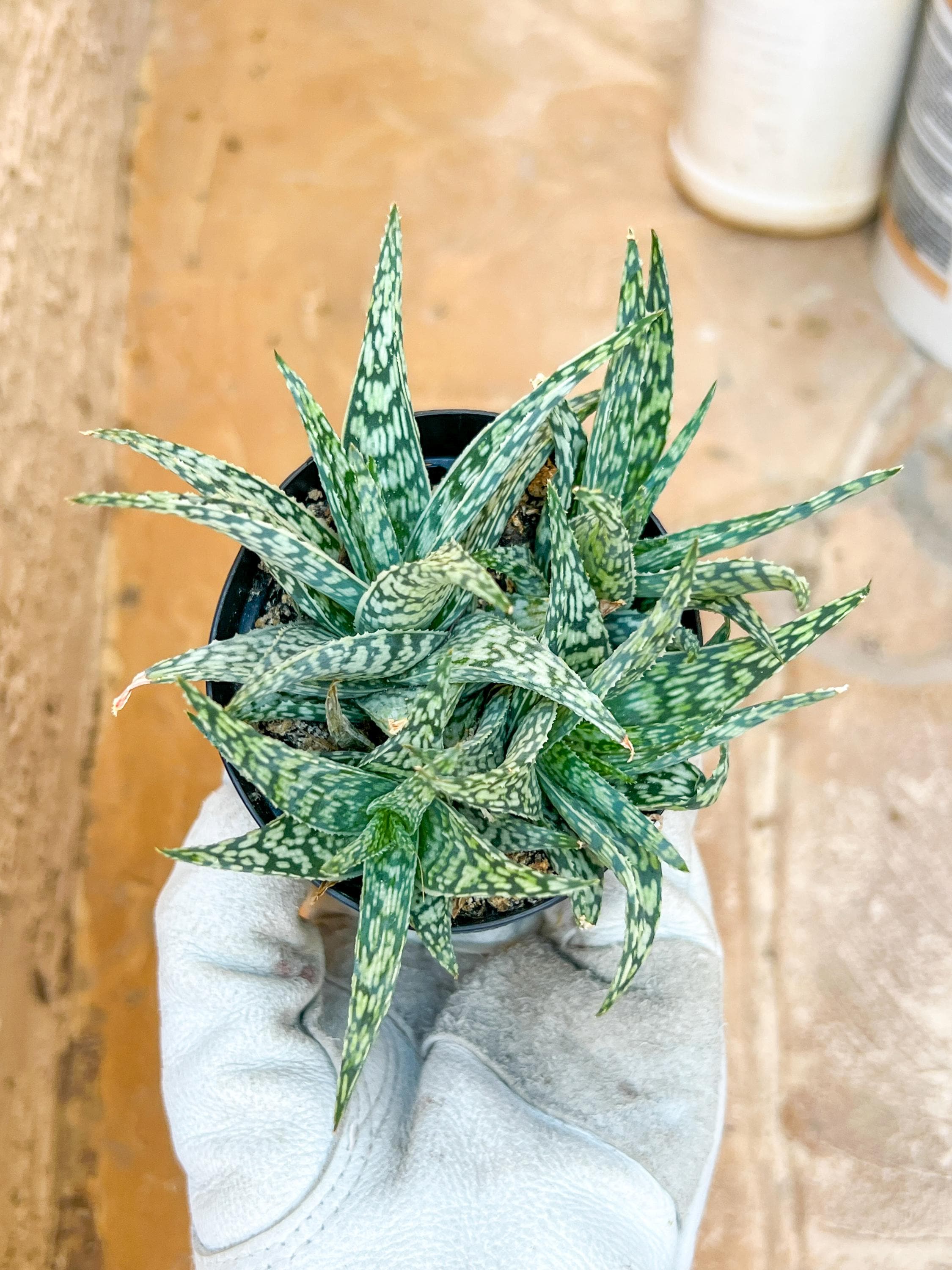 Aloe Star Blizzard (#A14) | Rare Agave | Indoor Succulents | 3.5