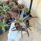 Rare - Aloe AJR Hybrid | Indoor Succulents | 3.5" Planter