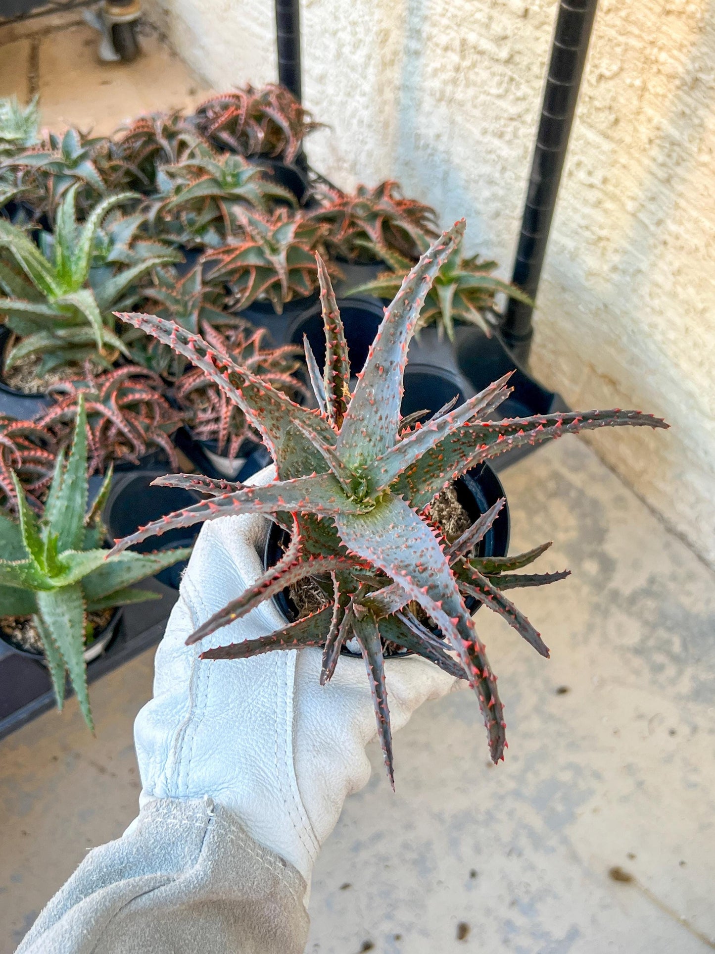 Aloe AJR Hybrid | Rare aloe plant | Rare succulent | 3.5" Planter