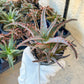 Rare - Aloe AJR Hybrid | Indoor Succulents | 3.5" Planter