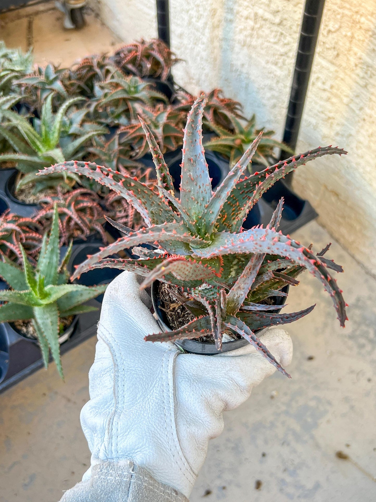 Rare - Aloe AJR Hybrid | Indoor Succulents | 3.5" Planter