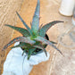 Rare - Aloe AJR Hybrid | Indoor Succulents | 3.5" Planter