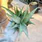 Rare Aloe Snow Drift Hybrid (#A14) | Rare Agave | Indoor Succulents | 3.5" Planter
