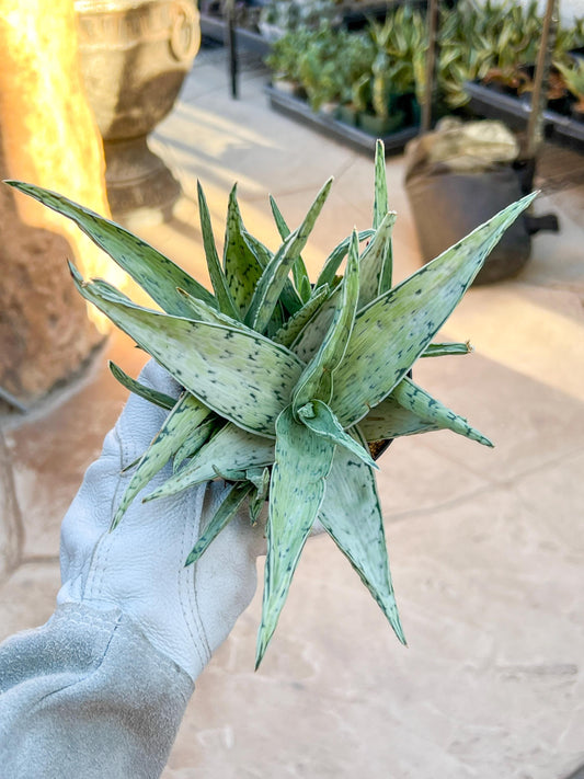 Rare Aloe Snow Drift Hybrid (#A14) | Rare Agave | Indoor Succulents | 3.5" Planter