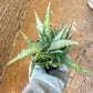 Rare Aloe Snow Drift Hybrid (#A14) | Rare Agave | Indoor Succulents | 3.5" Planter