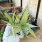 Rare Aloe Snow Drift Hybrid (#A14) | Rare Agave | Indoor Succulents | 3.5" Planter
