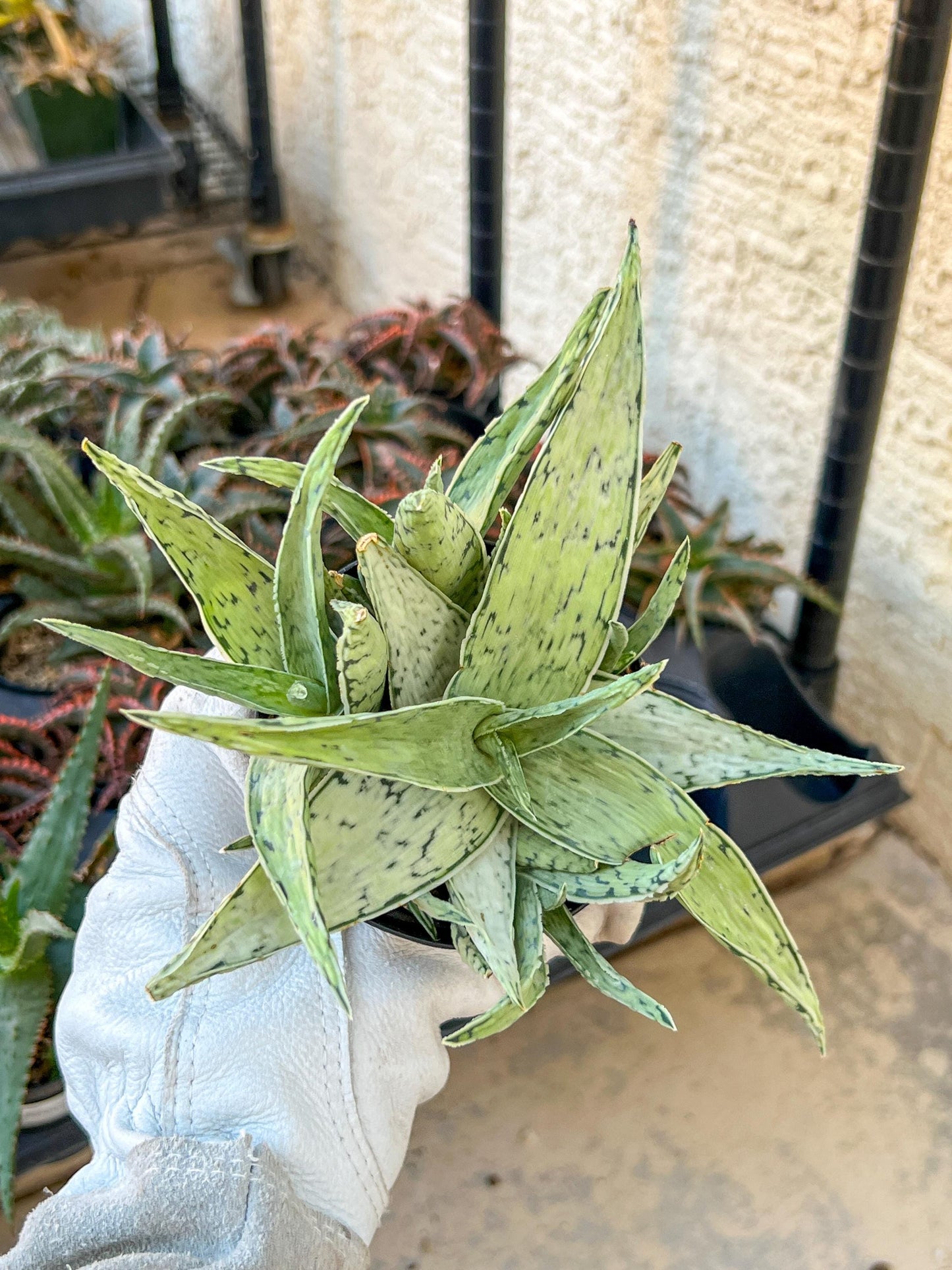 Rare Aloe Snow Drift Hybrid (#A14) | Rare Agave | Indoor Succulents | 3.5" Planter