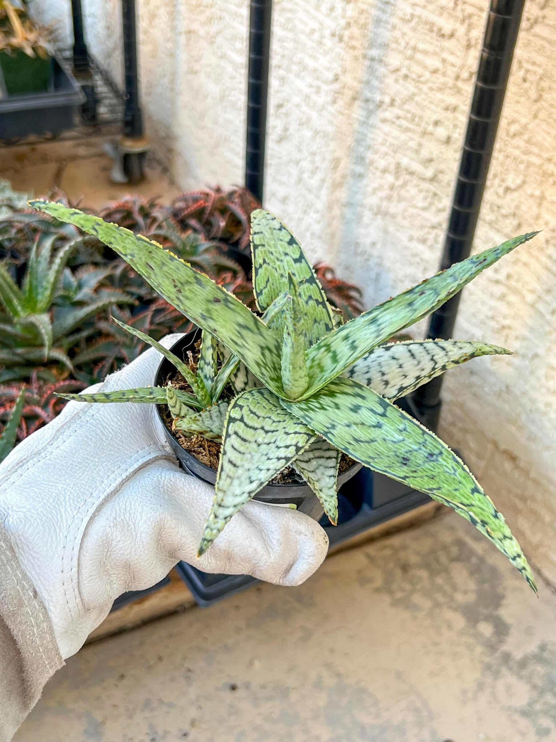 Rare - Aloe Candy Cane | Indoor Succulents | 3.5" Planter