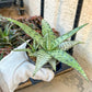 Rare - Aloe Candy Cane | Indoor Succulents | 3.5" Planter