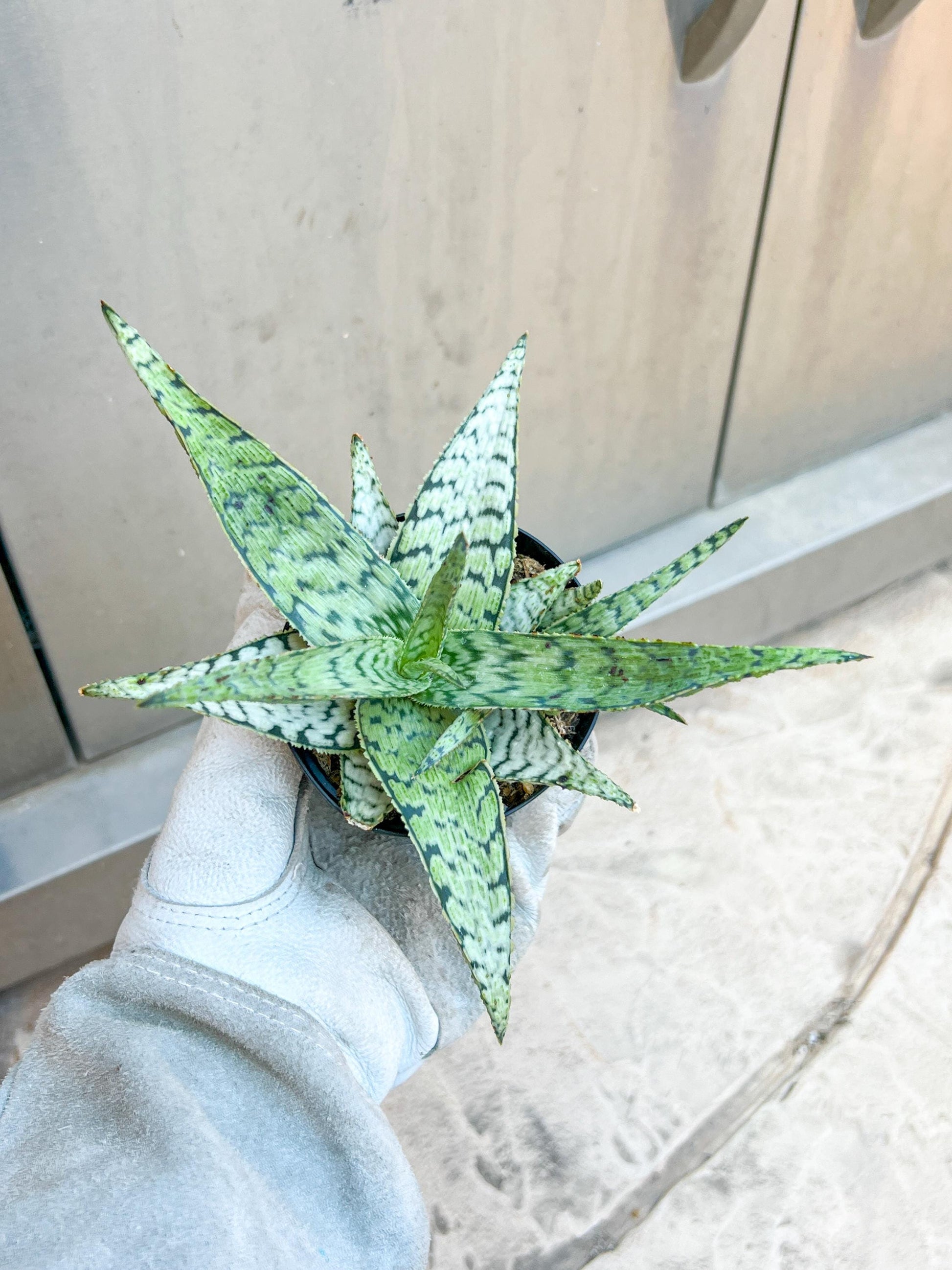 Aloe Candy Cane | Rare aloe plant | Rare succulent | 3.5" Planter