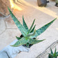 Rare - Aloe Neon Nici | Indoor Succulents | 3.5" Planter