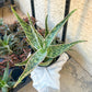 Rare - Aloe Neon Nici | Indoor Succulents | 3.5" Planter