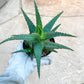 Rare - Aloe Castilloniae Hybrid Blue | Indoor Succulents | 3.5" Planter