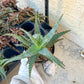 Rare - Aloe Castilloniae Hybrid Blue | Indoor Succulents | 3.5" Planter