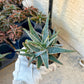 Rare - Aloe Purple Haze | Indoor Succulents | 3.5" Planter