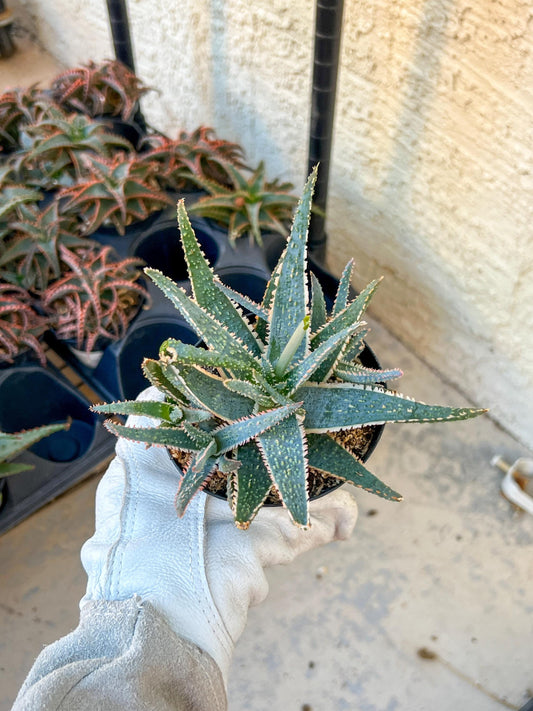 Rare - Aloe Purple Haze | Indoor Succulents | 3.5" Planter