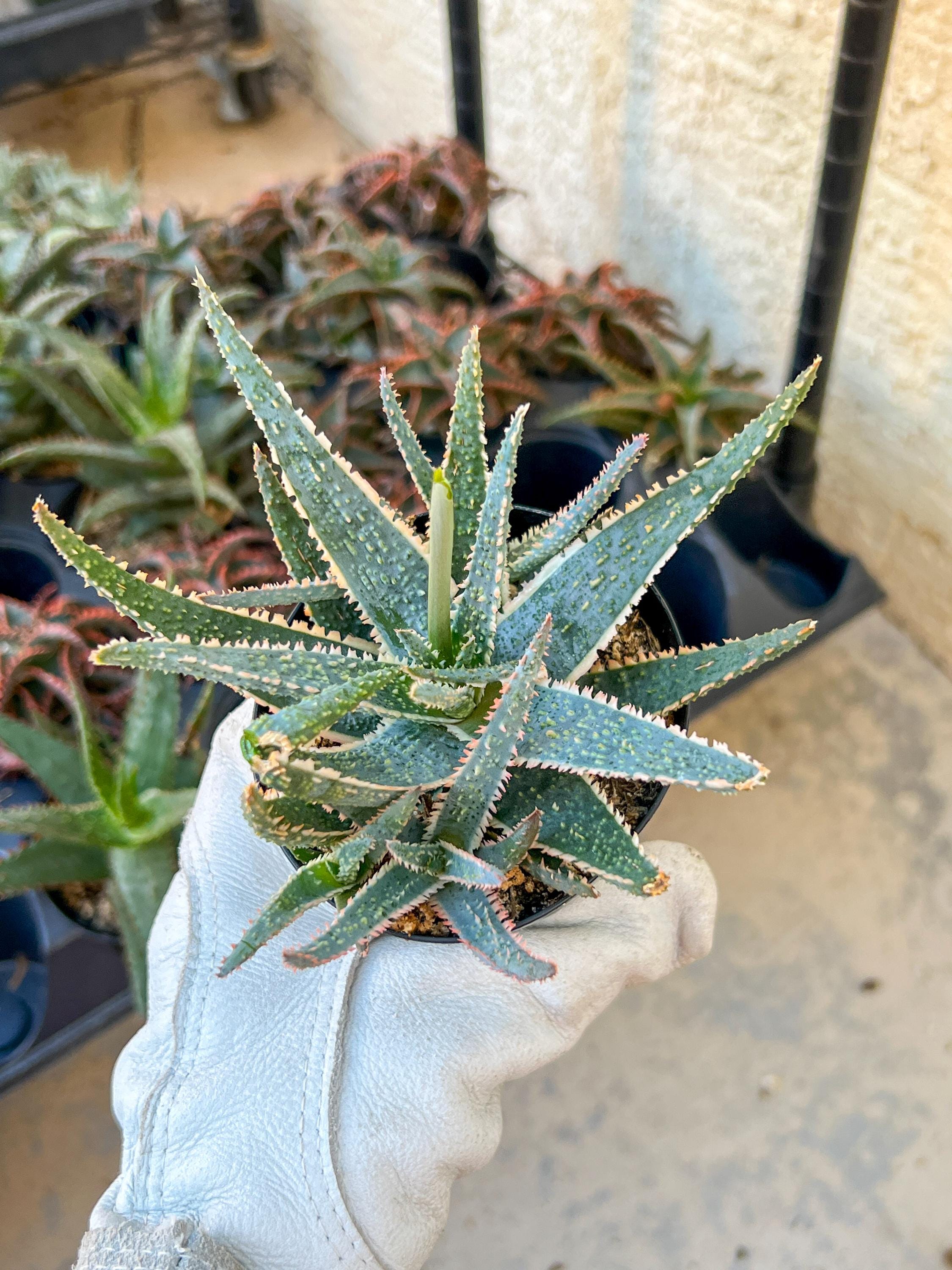 Rare - Aloe Purple Haze | Indoor Succulents | 3.5