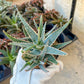 Rare - Aloe Purple Haze | Indoor Succulents | 3.5" Planter