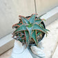 Rare - Aloe Christmas Sleigh | Indoor Succulents | 3.5" Planter