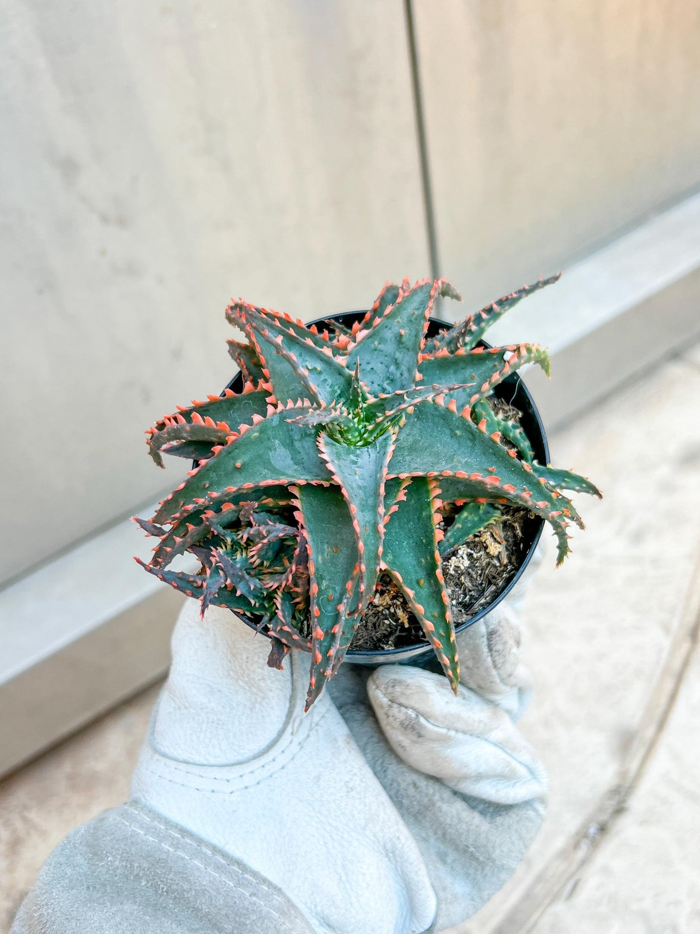 Rare - Aloe Christmas Sleigh | Indoor Succulents | 3.5" Planter