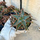 Rare - Aloe Christmas Sleigh | Indoor Succulents | 3.5" Planter
