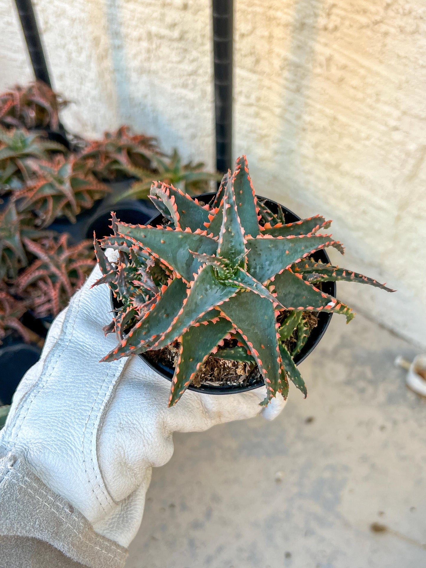 Rare - Aloe Christmas Sleigh | Indoor Succulents | 3.5" Planter