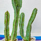 Ammak 'Green' (#M54) | Rare Imported Plants | 2.5" Pot