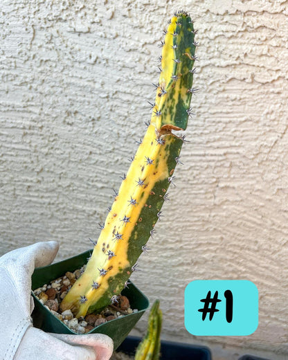 Rare Cactus for Grafting Purposes (#M54)