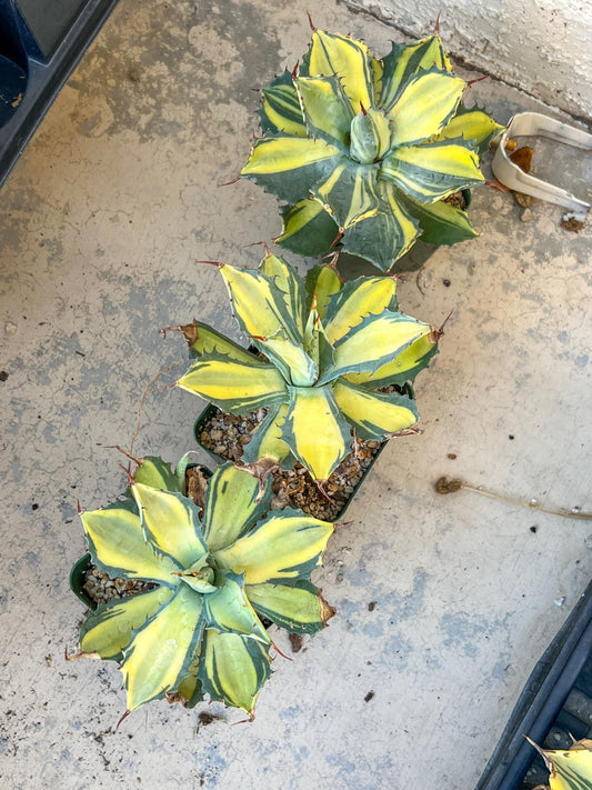 Agave parrasana 'Raiko Nishiki' (M54) | Imported Rare Agave | 4" Planter