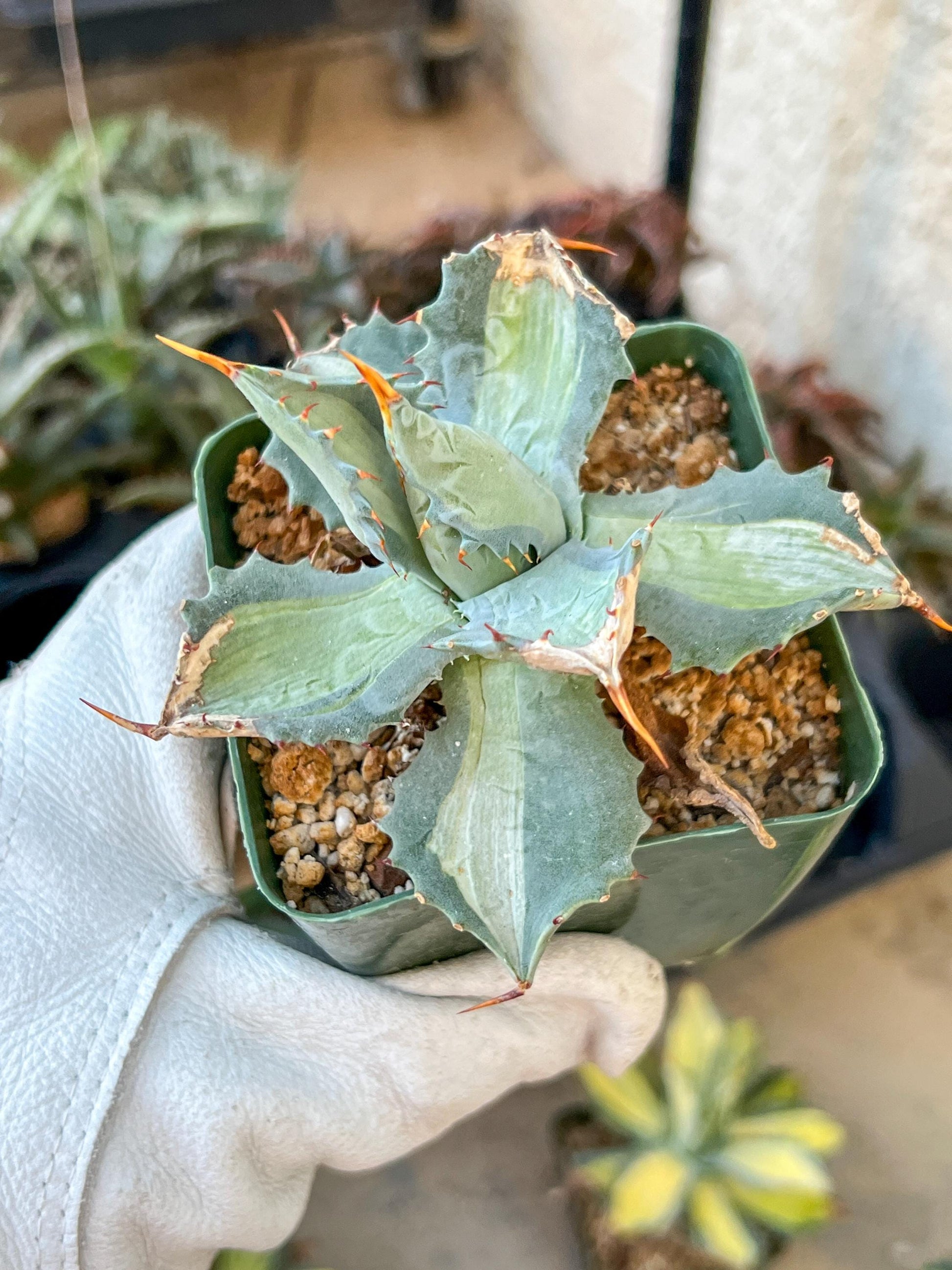 Agave Potatorum cv "Becky" (M54) | Imported Rare Agave | 4" Planter