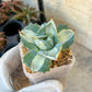 Agave Ohiraijin Shiro (#V4) | Mexican Plants | Imported Rare Agave | 2Inch Planter