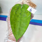 Hoya sp. IV From WMZ (#LH6~8) | Rare Imported Hoyas | 2.5" pot Included