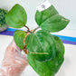 Hoya Sarawak Pink (#LG6~8) | Rare Imported Hoyas | 2.5" pot Included