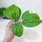 Hoya Sarawak Pink (#LG6~8) | Rare Imported Hoyas | 2.5" pot Included