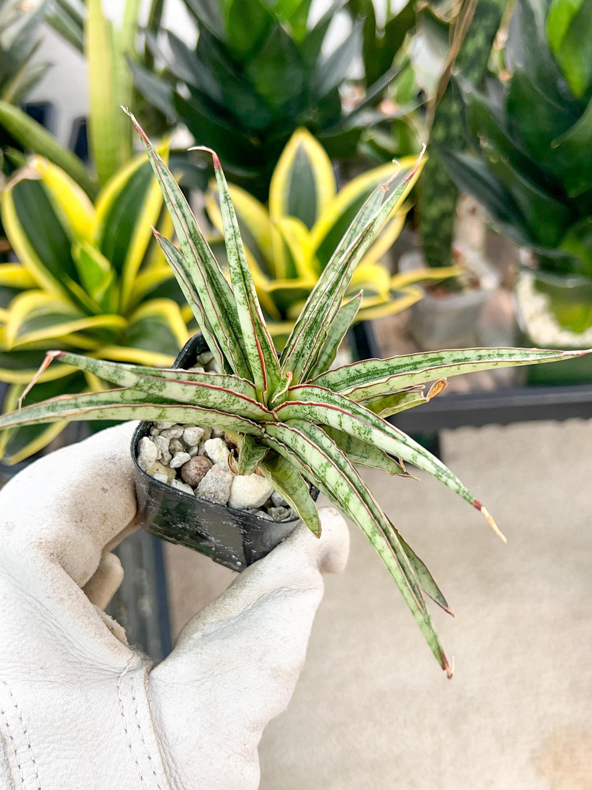 Sansevieria Be Bright (#AC47) | Imported | Hard to find | Limited Amount | 2" pot