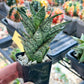 Sansevieria Margarita (#AC59) | Imported House Plants | 2" planter